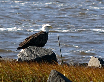 Bald Eagle, Annapolis Royal, Nova Scotia.: Photograph by Katie McLean for the Clean Annapolis River Project
